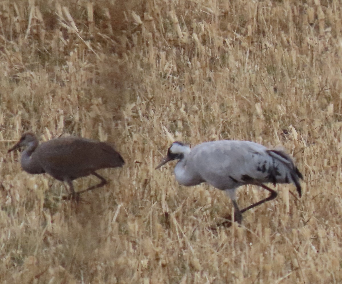 Common Crane - ML645759576