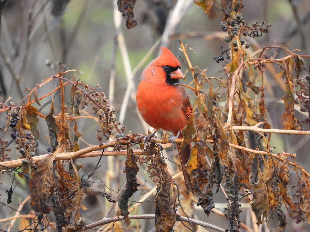 Cardinal rouge - ML645759578
