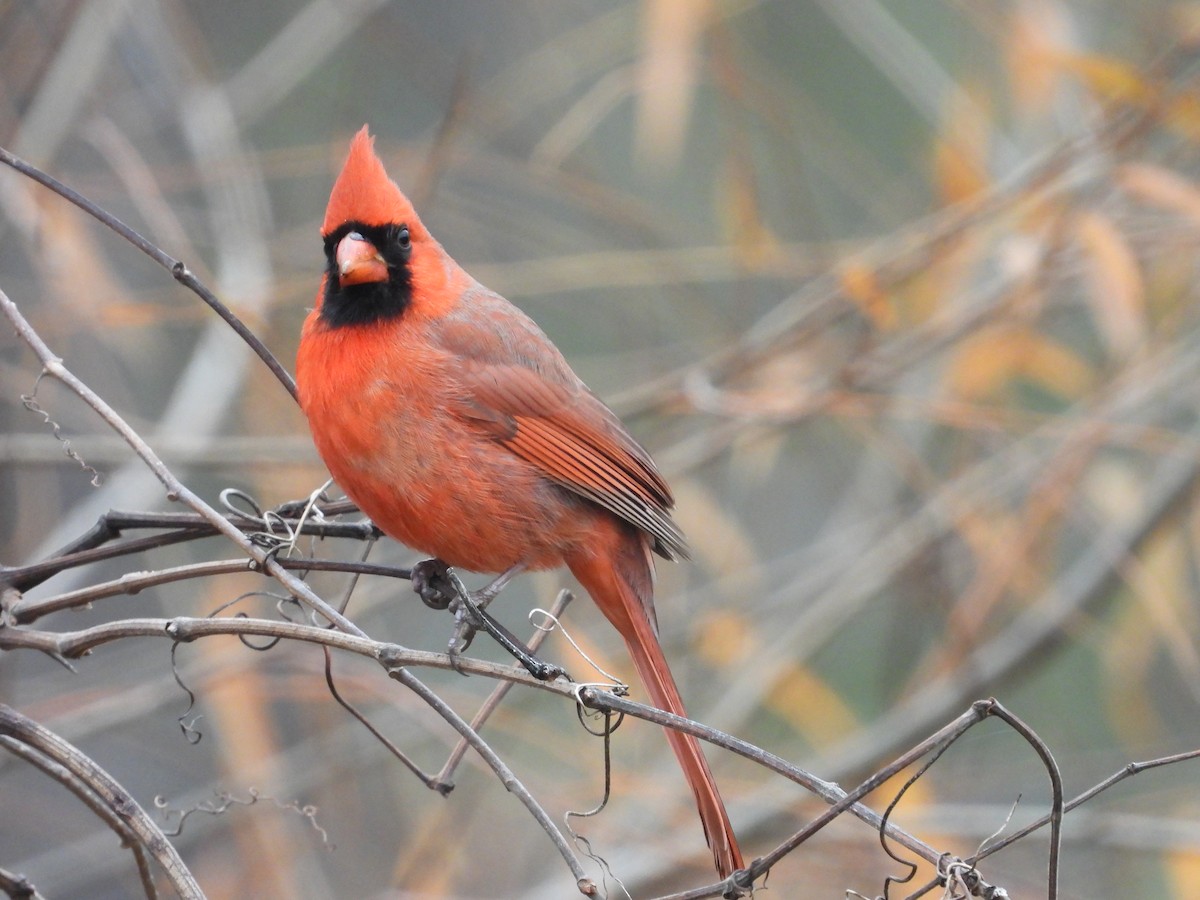 Cardinal rouge - ML645759579