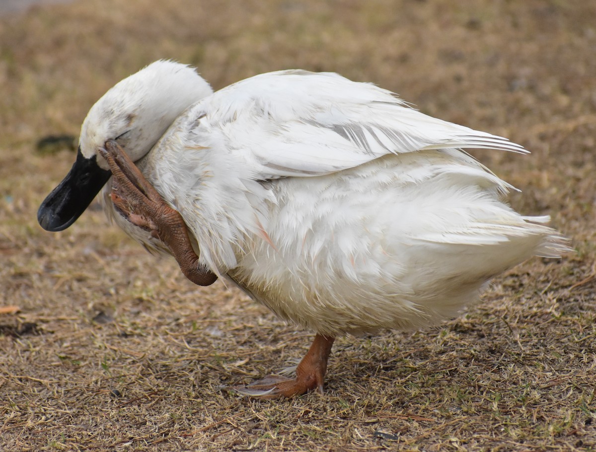 Canard musqué (forme domestique) - ML645759582