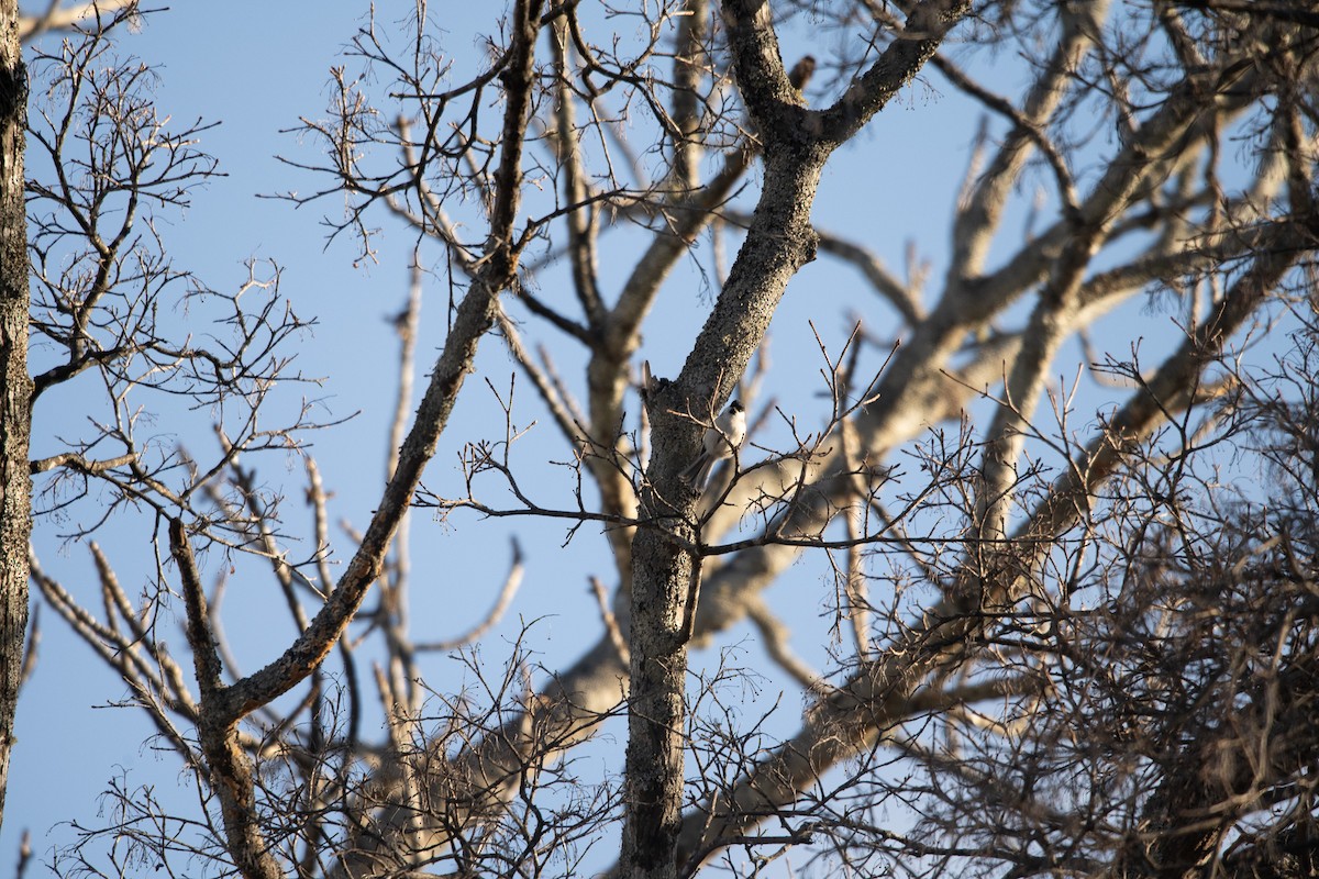 Mésange nonnette - ML645759584