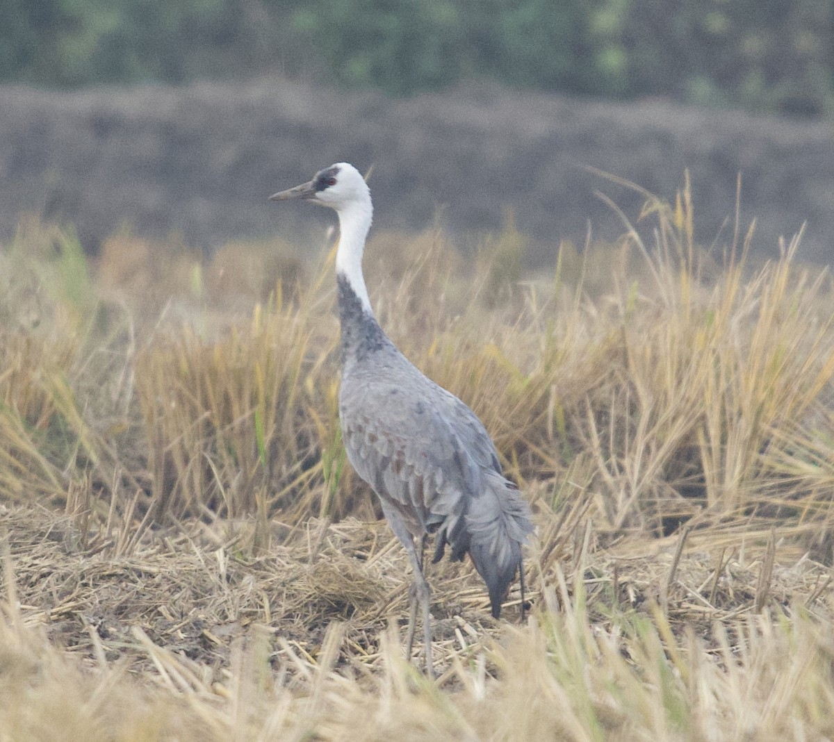 Grue moine - ML645759585