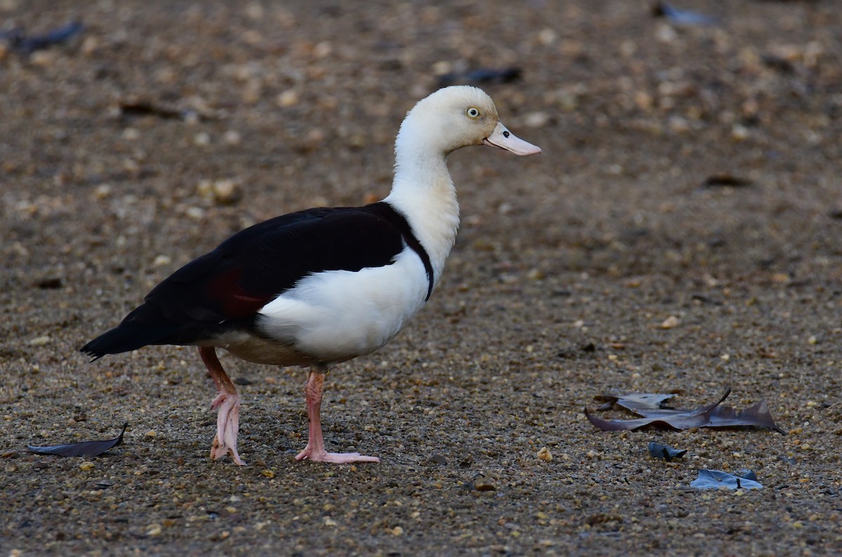 Tadorne radjah - ML645759586