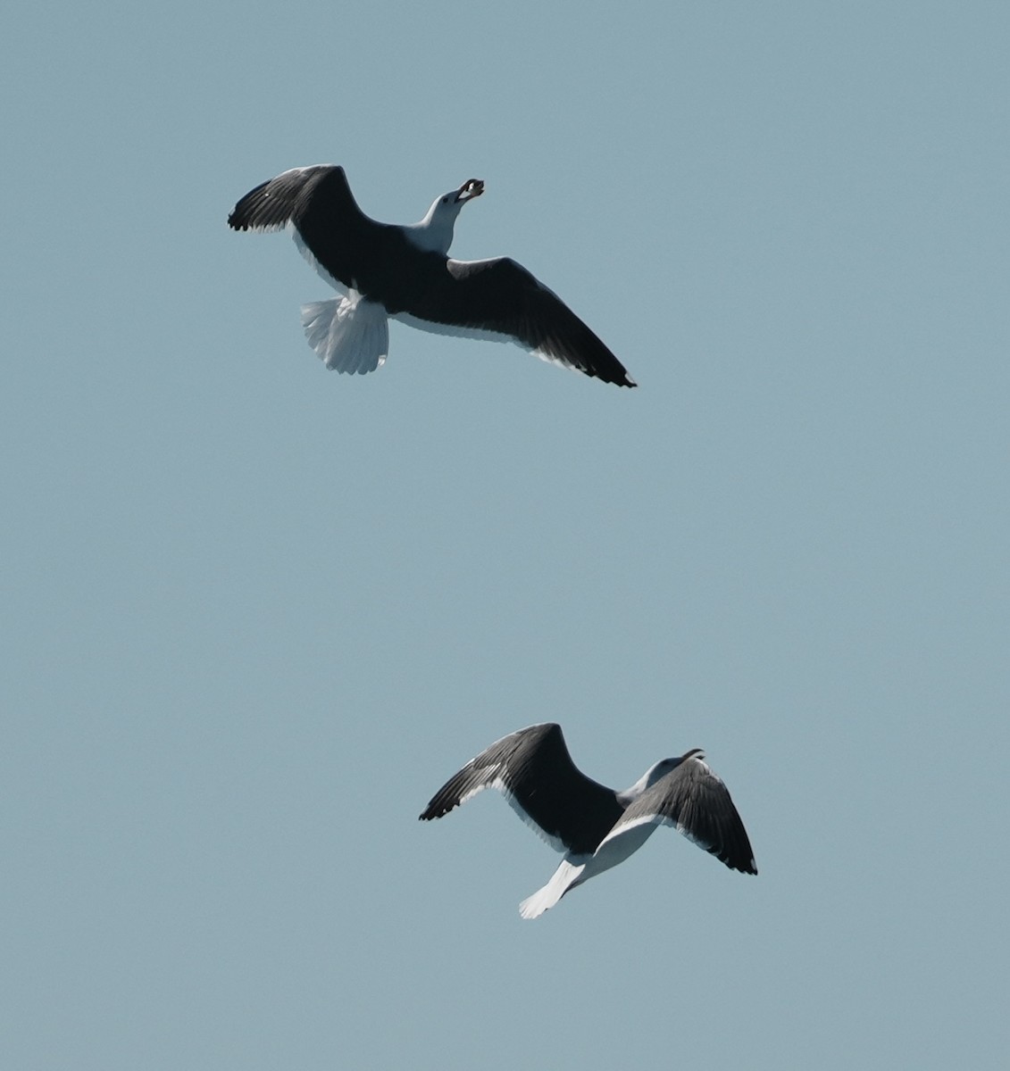 Goéland d'Audubon - ML645759589