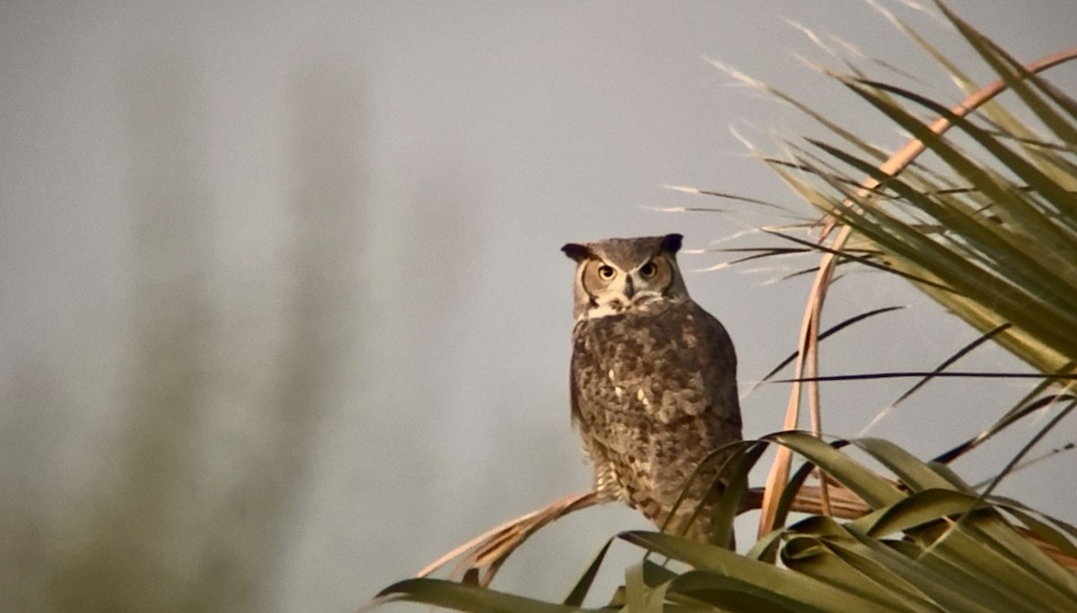 Grand-duc d'Amérique - ML645759590