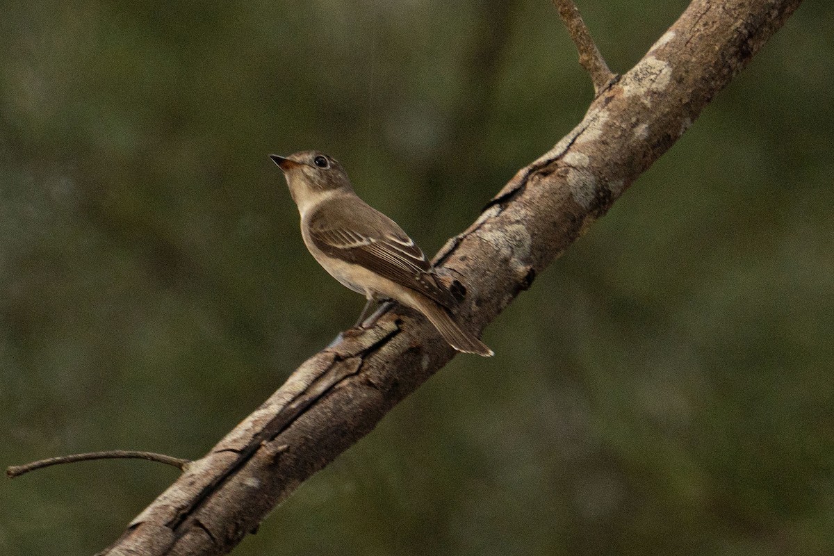 Gobemouche brun - ML645759592