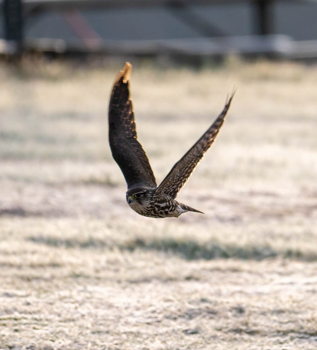 Faucon émerillon - ML645759595