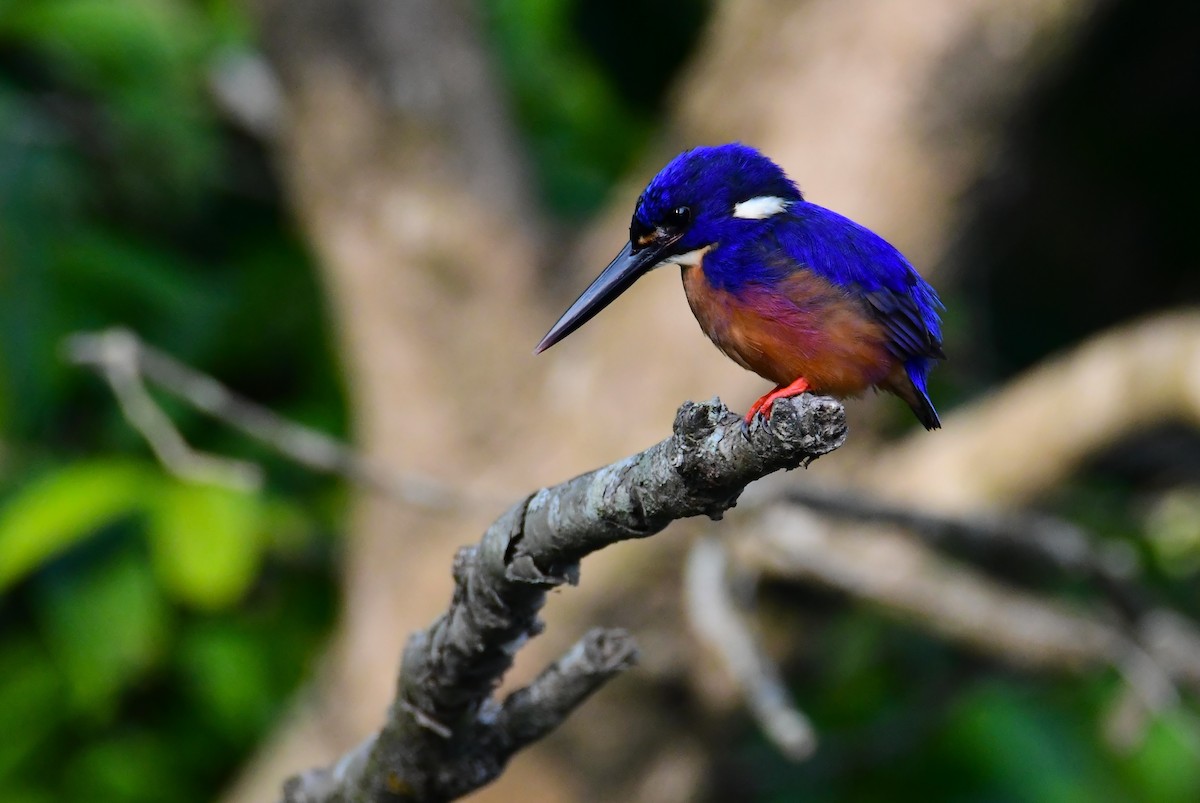 Martin-pêcheur à dos bleu - ML645759598