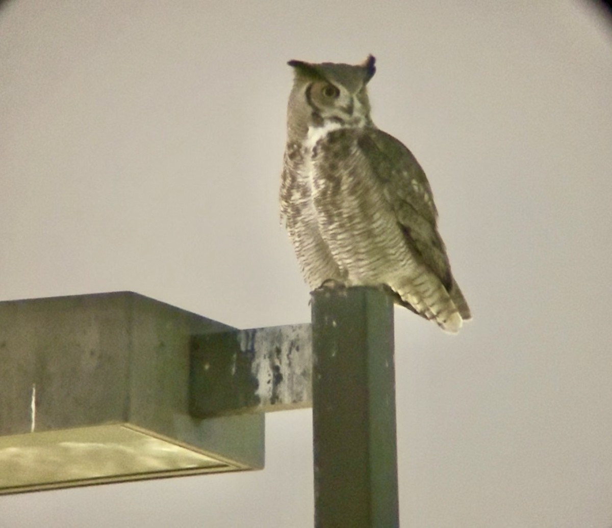 Grand-duc d'Amérique - ML645759599