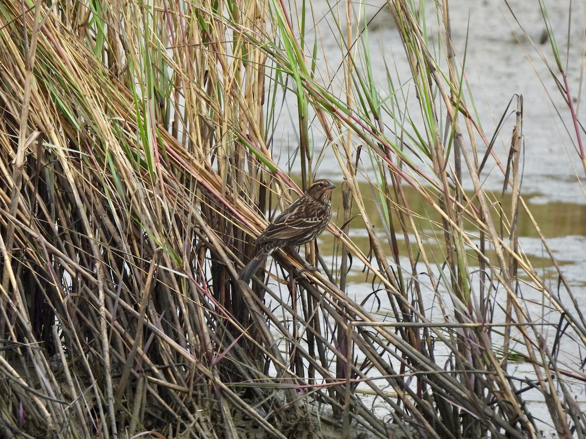 Carouge à épaulettes - ML645759600