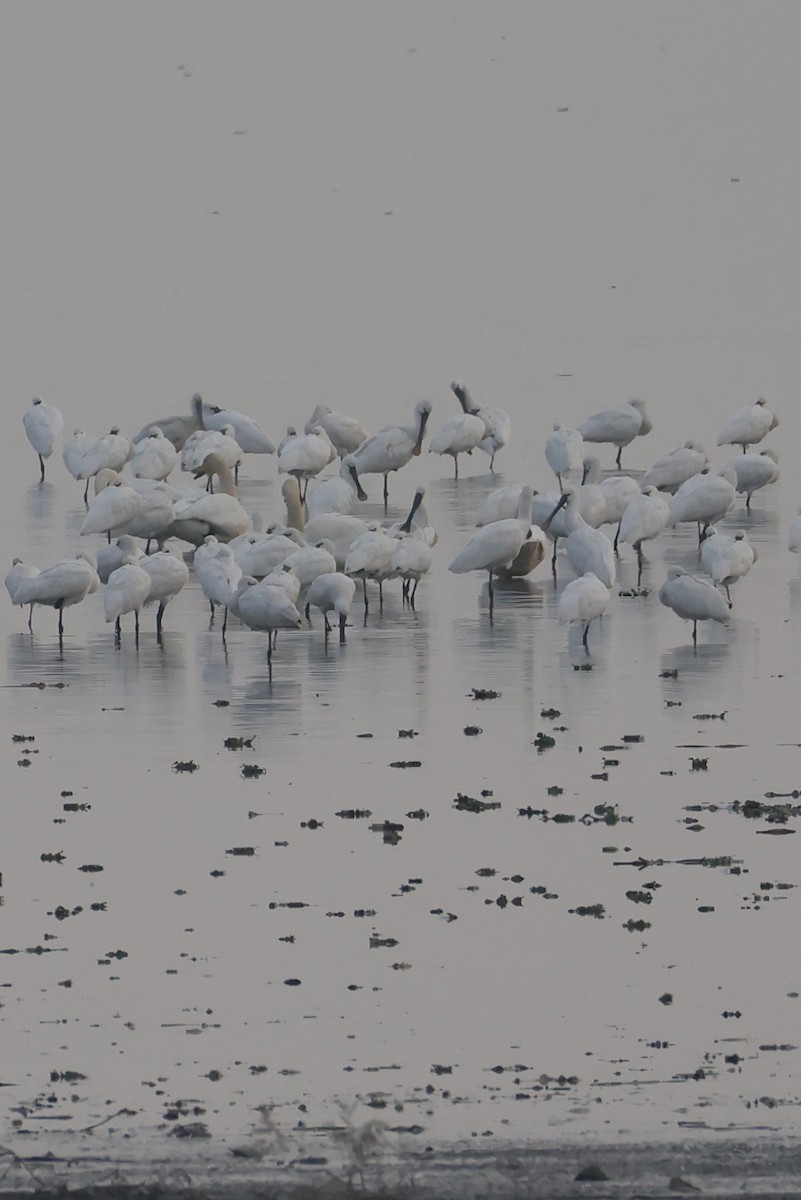 Spatule blanche - ML645759602