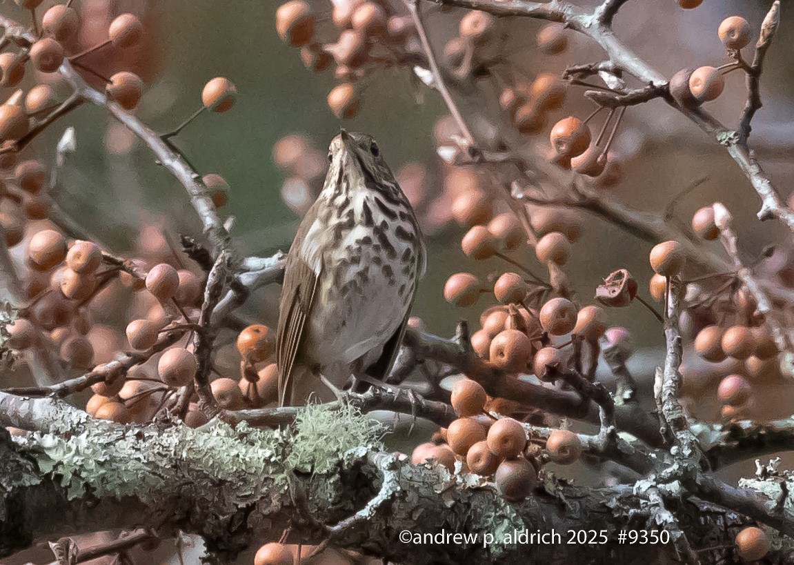 Grive solitaire - ML645759603