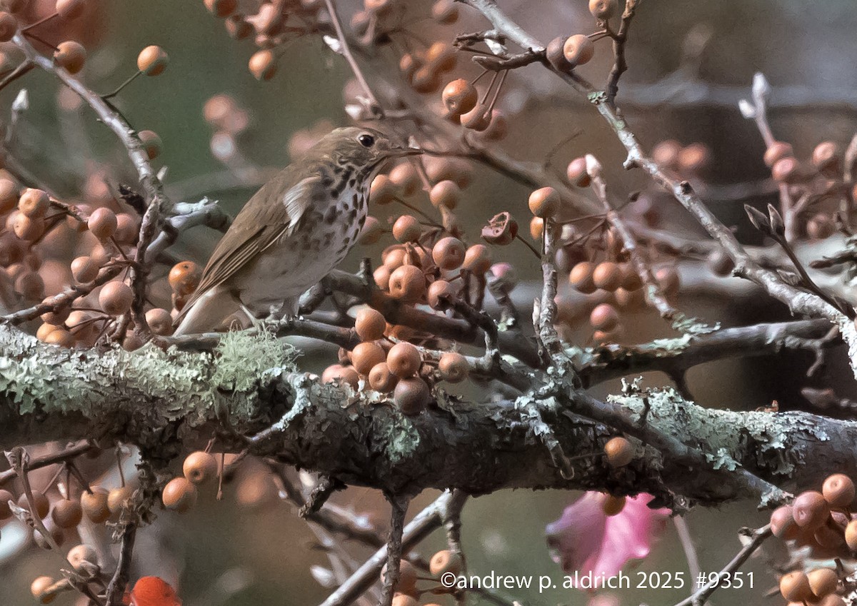 Grive solitaire - ML645759604