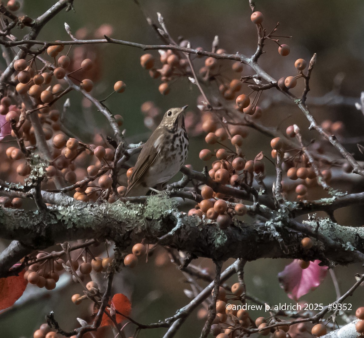 Grive solitaire - ML645759605