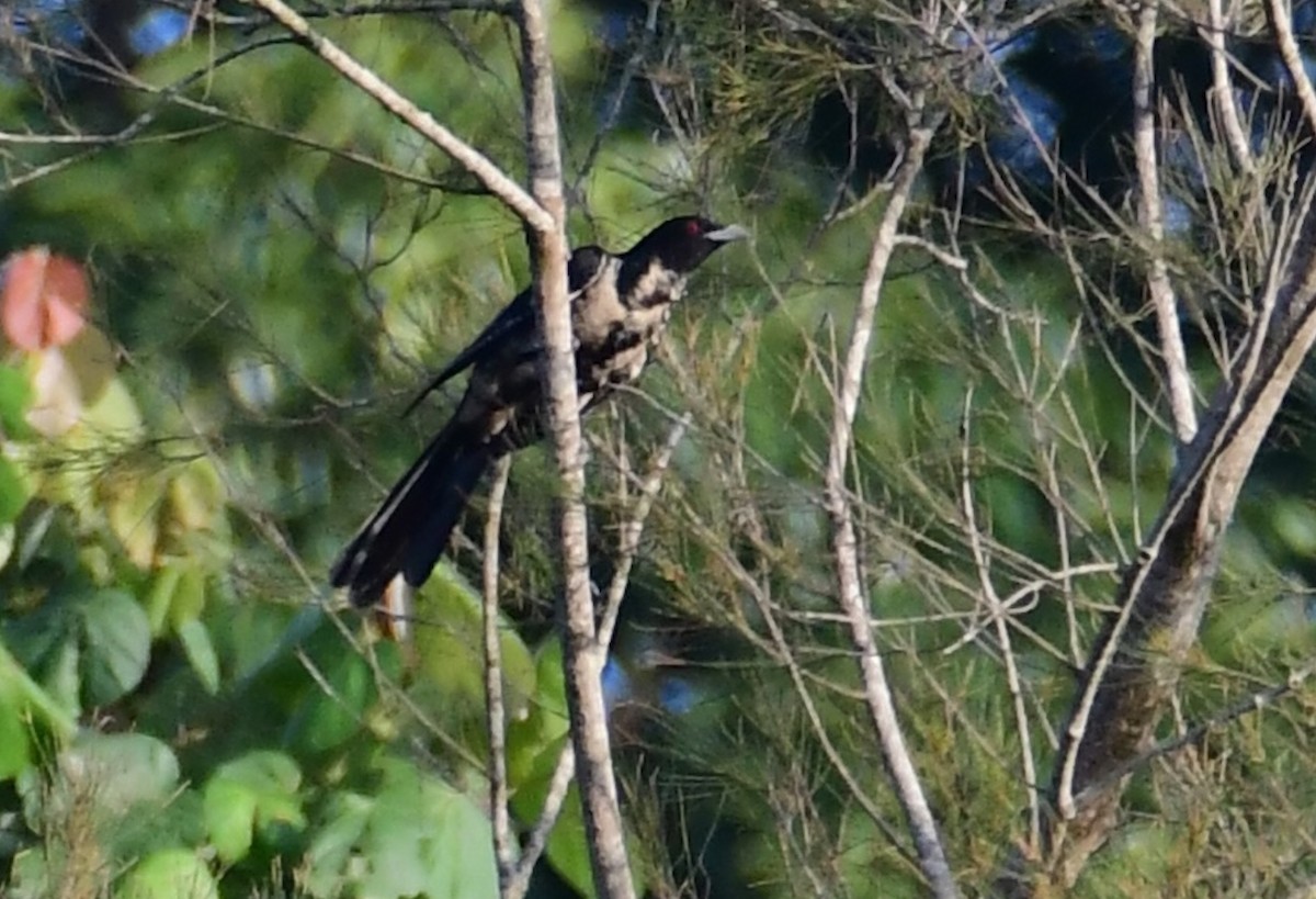 Coucou bleuté - ML645759606