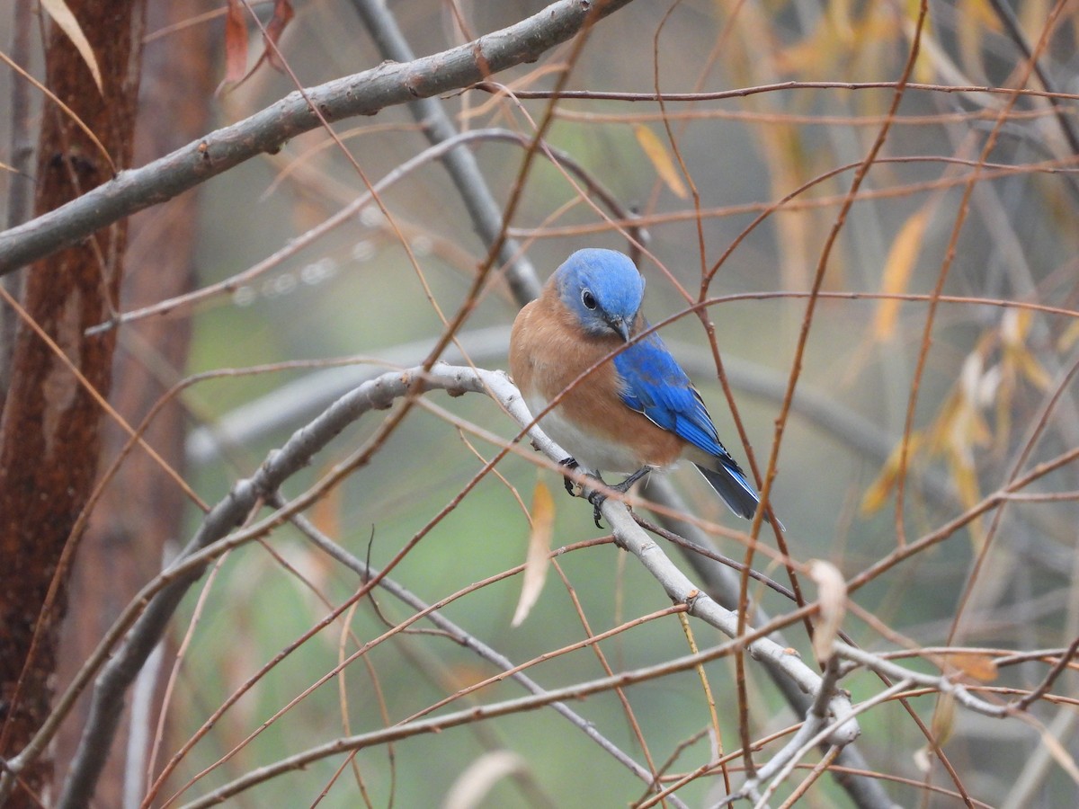 Merlebleu de l'Est - ML645759607