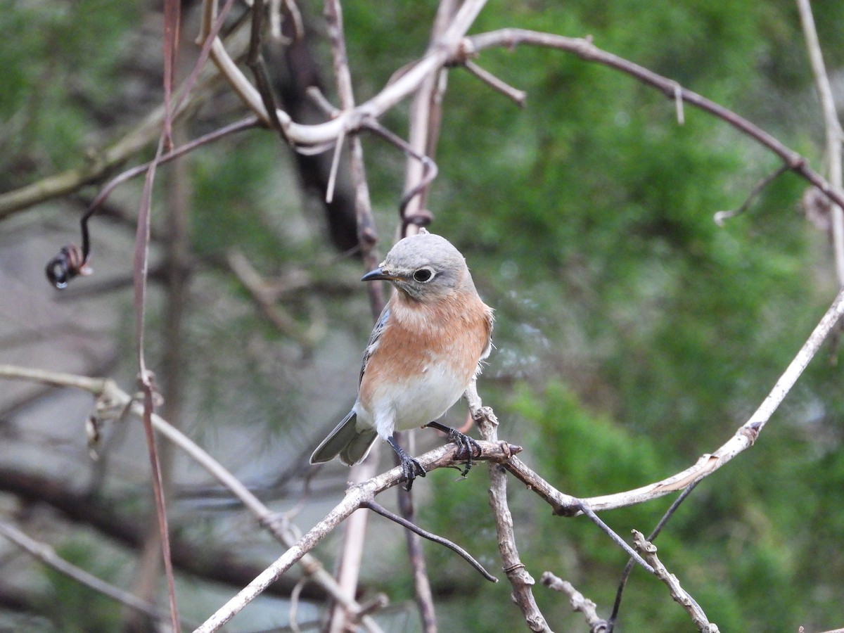 Merlebleu de l'Est - ML645759608