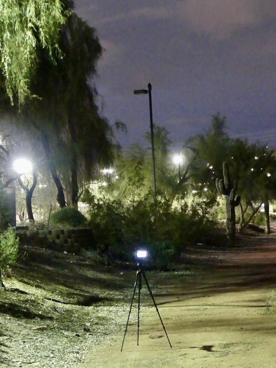 Grand-duc d'Amérique - ML645759610