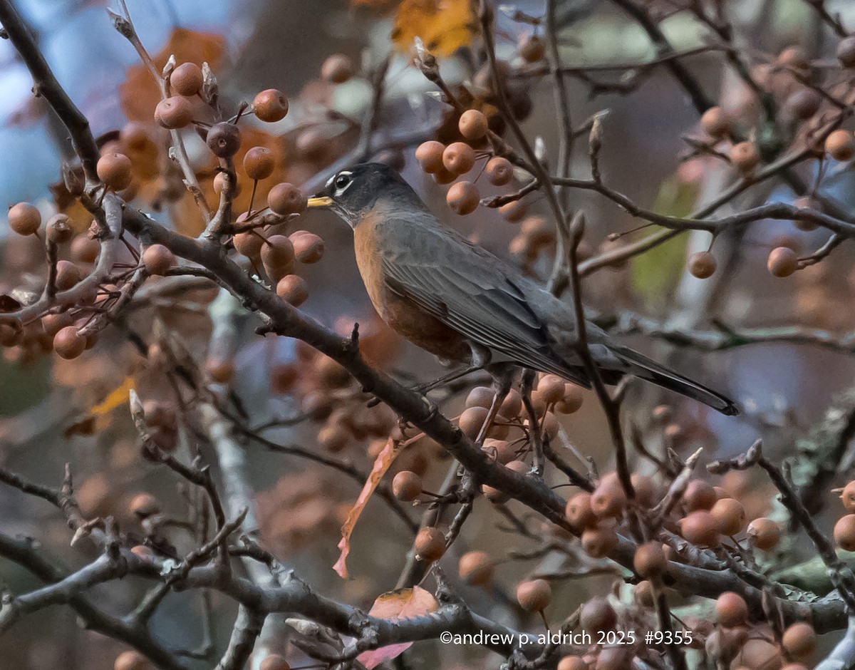 Merle d'Amérique - ML645759611