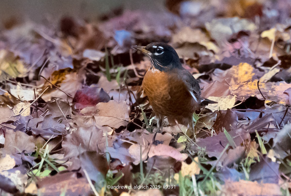 Merle d'Amérique - ML645759612