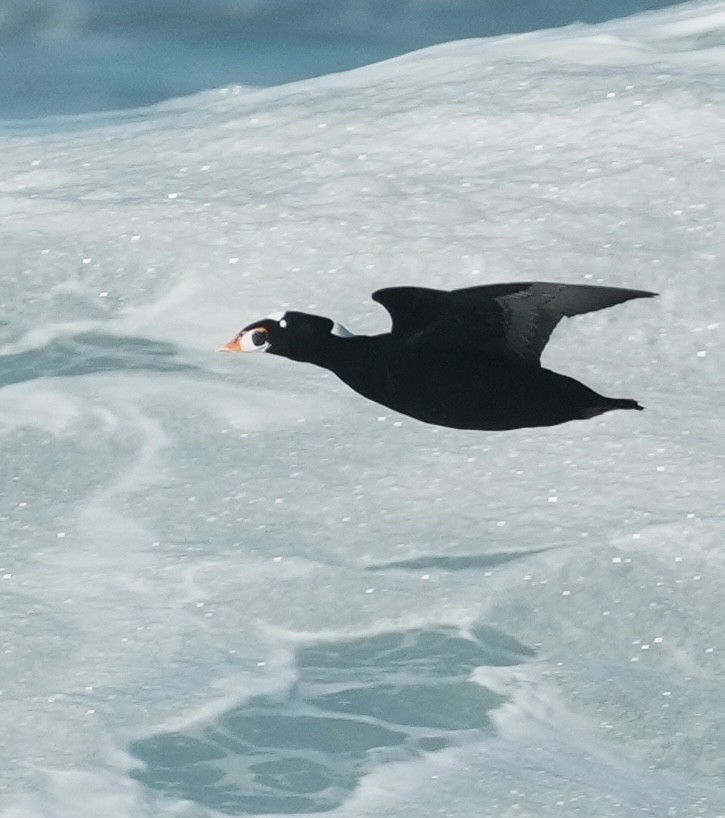 Macreuse à front blanc - ML645759613