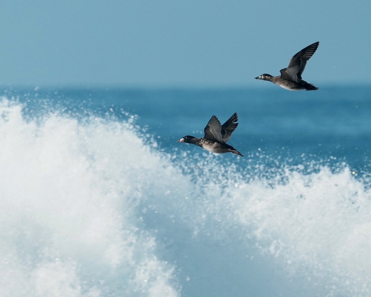 Macreuse à front blanc - ML645759614