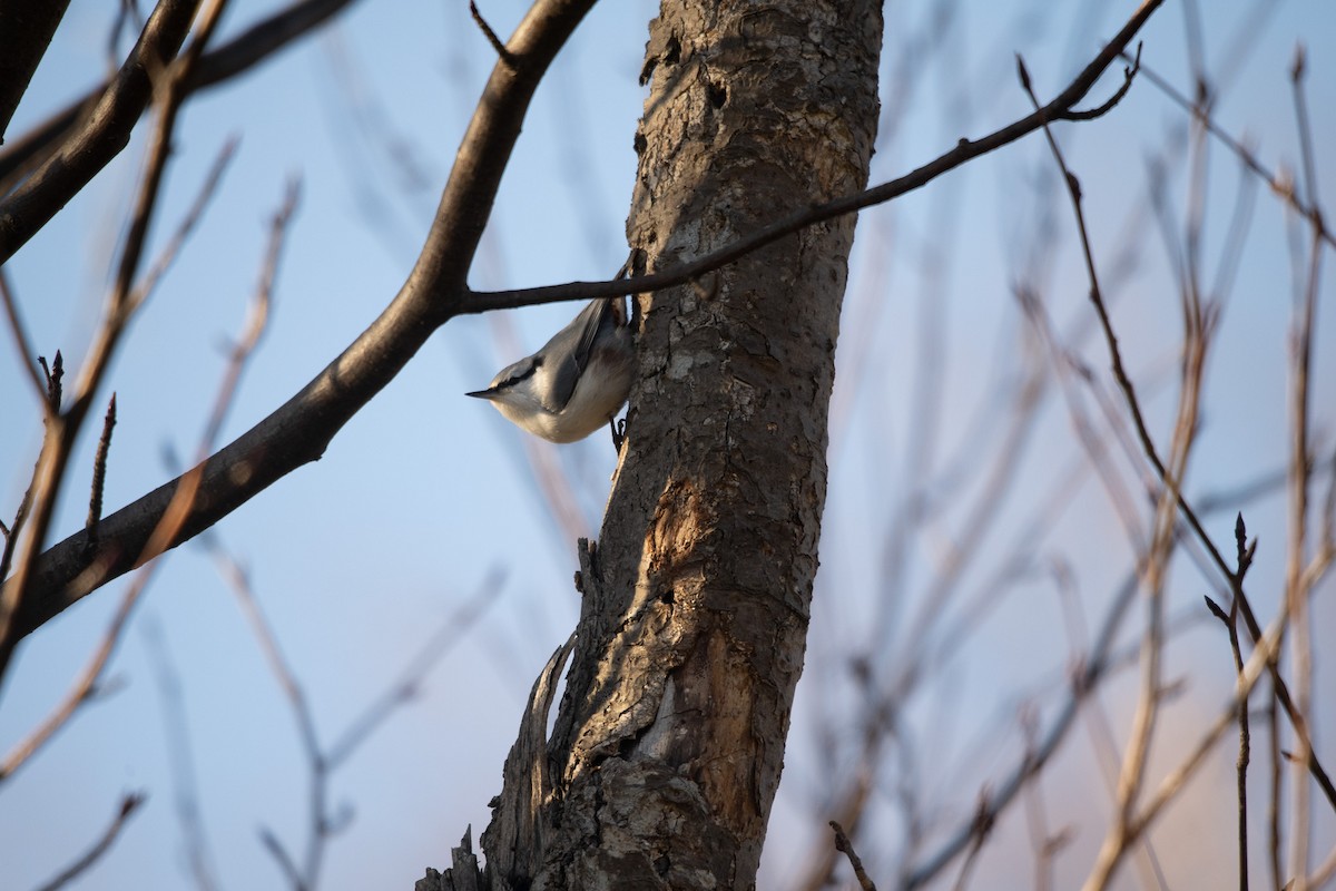 Sittelle torchepot - ML645759618