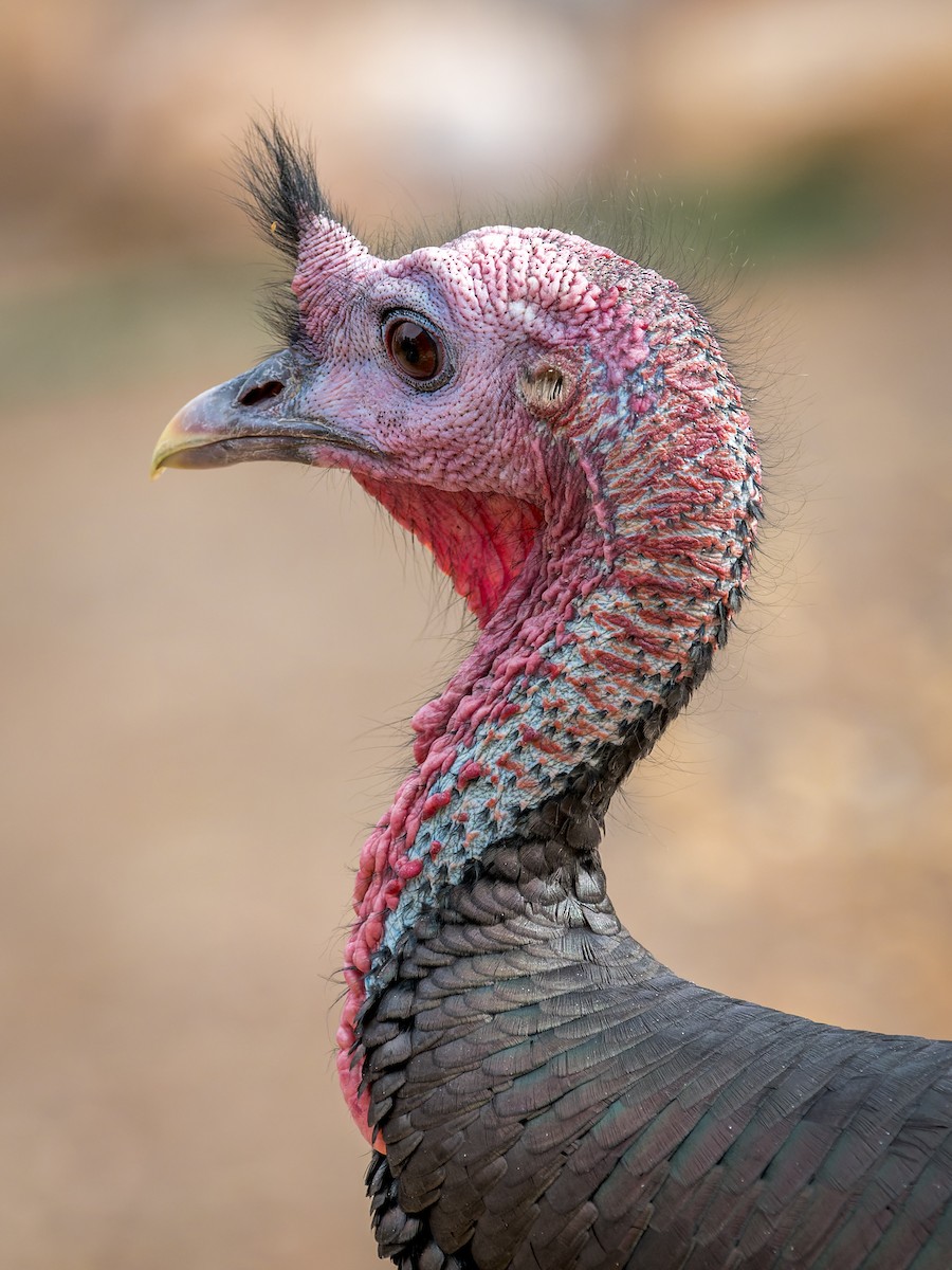 Wild Turkey - ML645759619