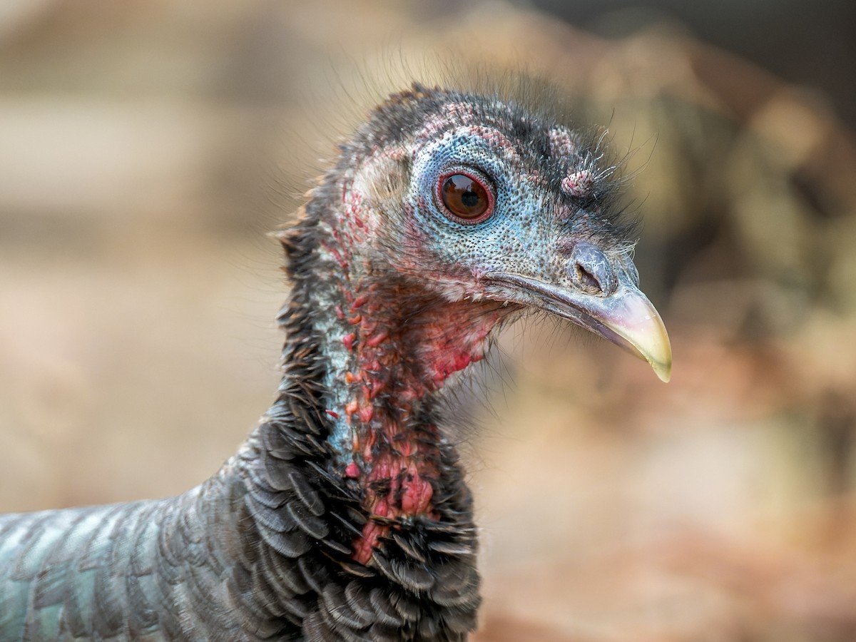 Dindon sauvage - ML645759620