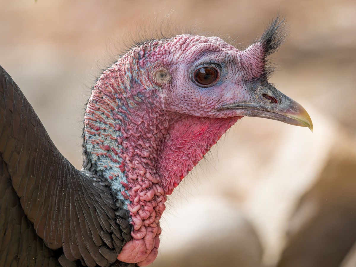 Wild Turkey - ML645759622