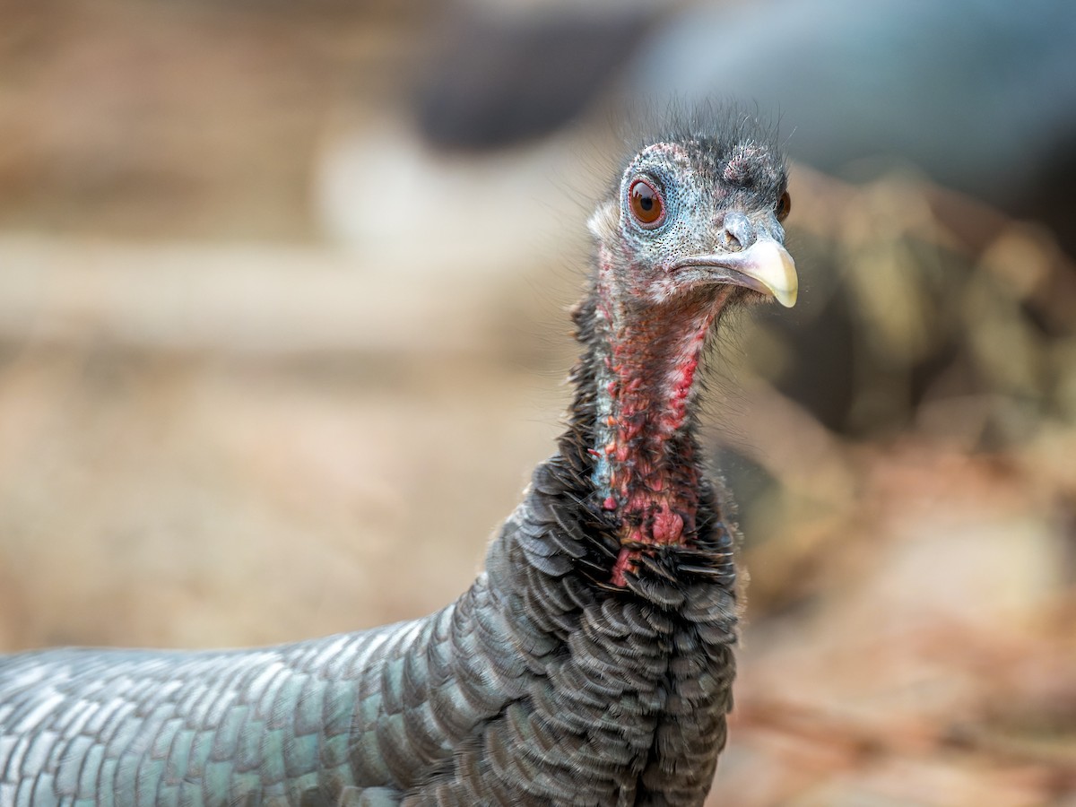 Wild Turkey - ML645759623