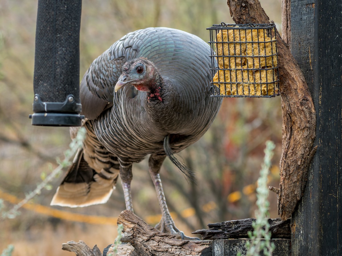 Wild Turkey - ML645759624