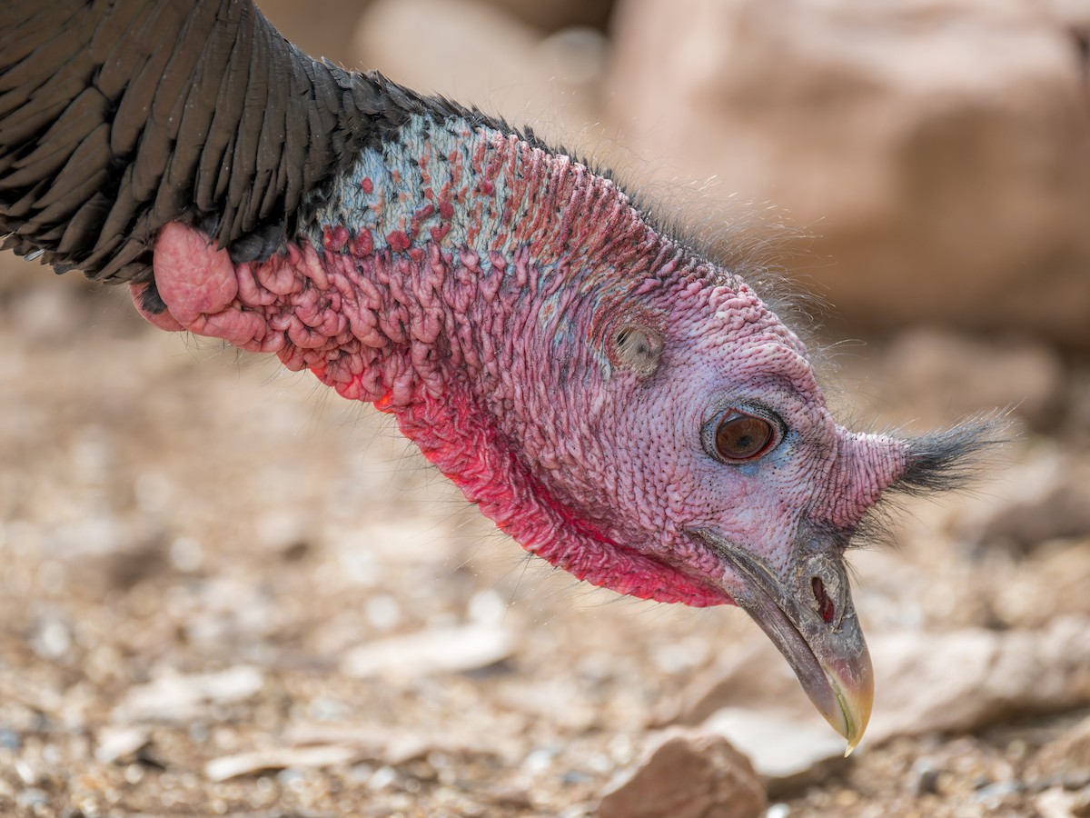 Wild Turkey - ML645759626