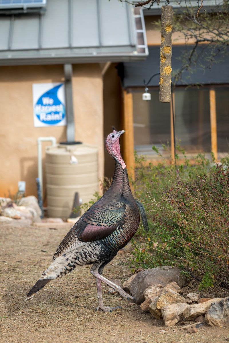 Wild Turkey - ML645759629