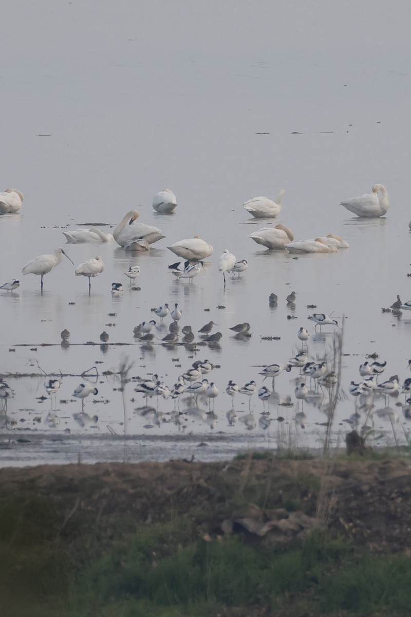 Barge à queue noire - ML645759631