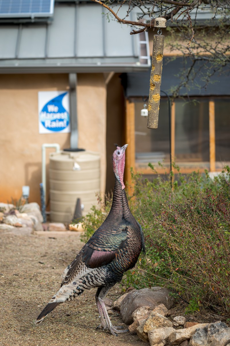 Wild Turkey - ML645759632