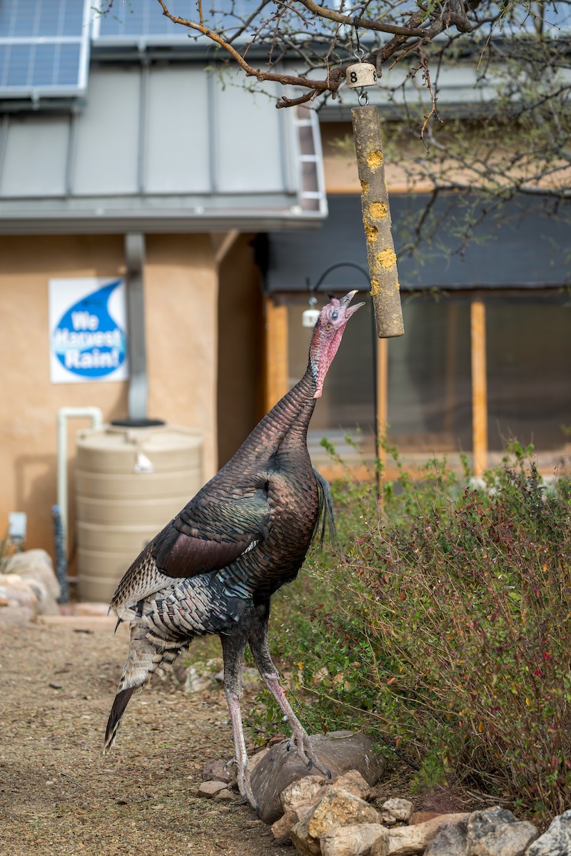 Wild Turkey - ML645759633