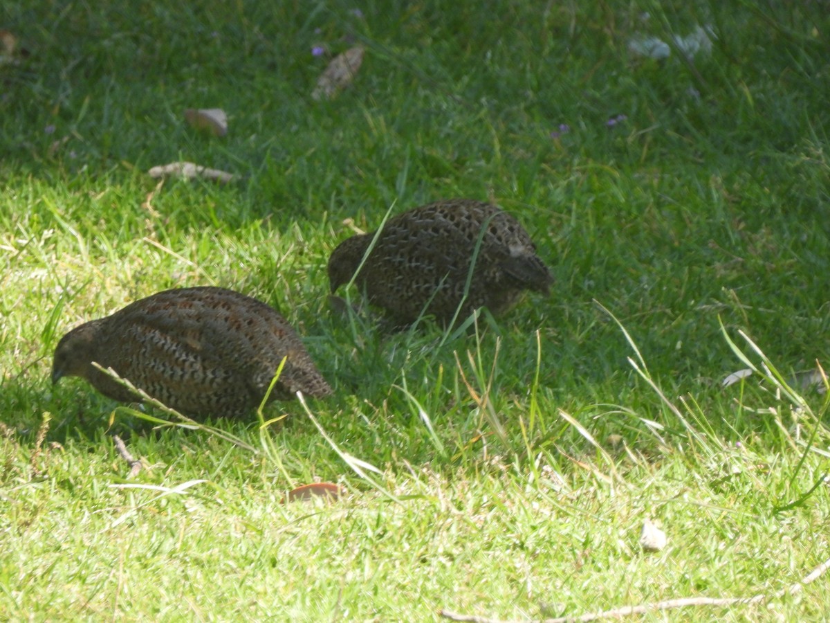 Brown Quail - ML645759662