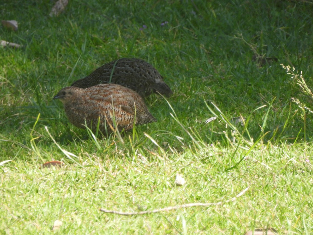 Brown Quail - ML645759665