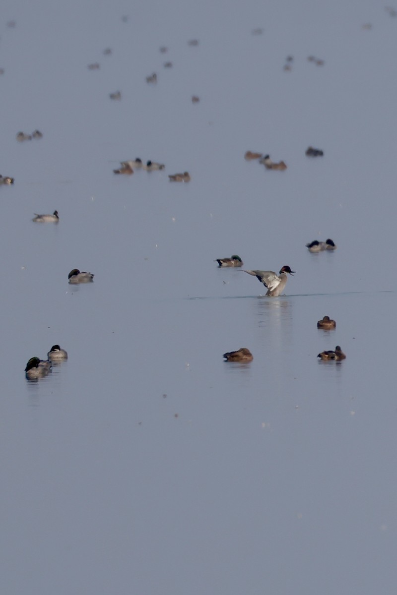 Falcated Duck - ML645759668