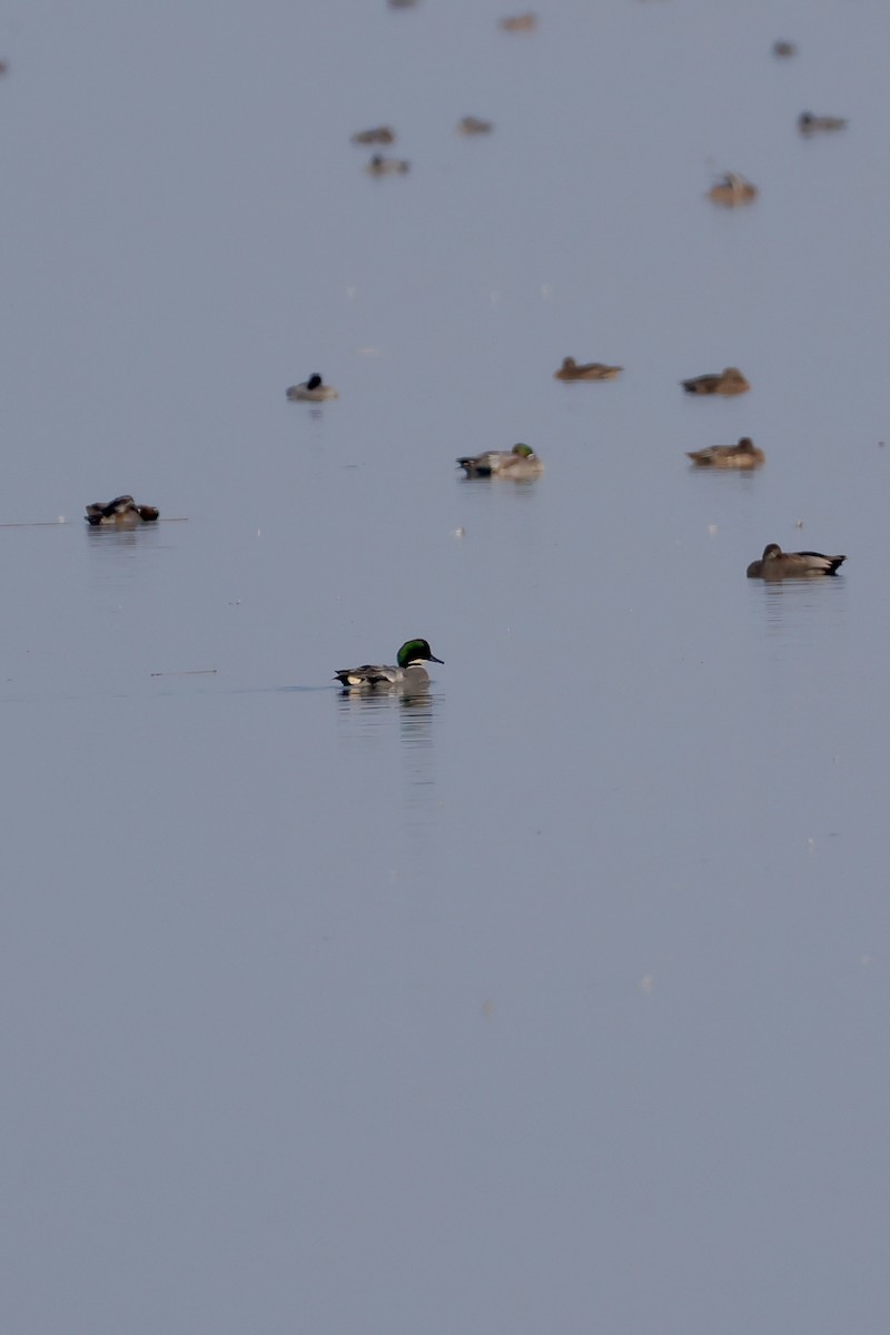 Falcated Duck - ML645759669