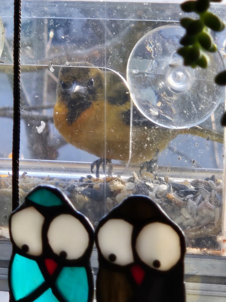 lundtrupial - ML645759674