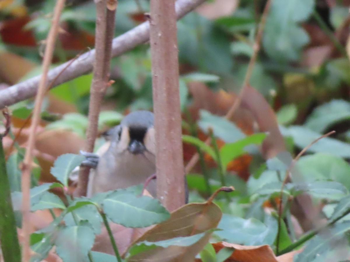 gråduskmeis - ML645759685