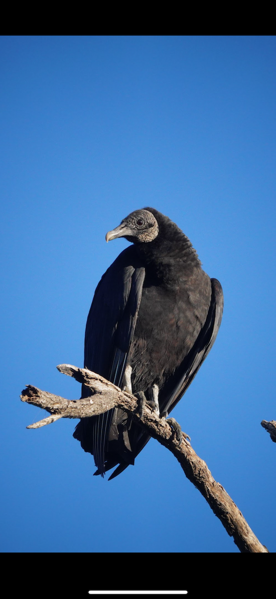 Катарта чорна - ML645759696