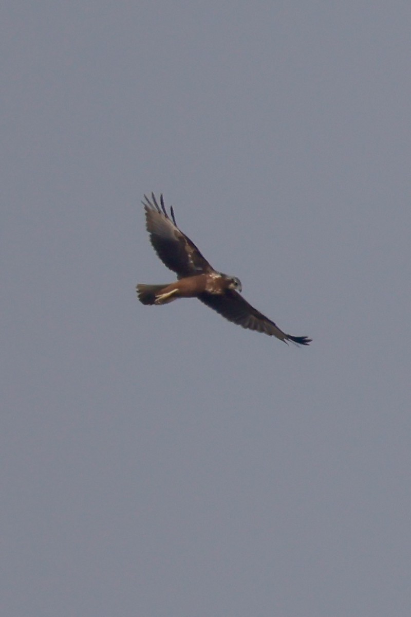 Eastern Marsh Harrier - ML645759698