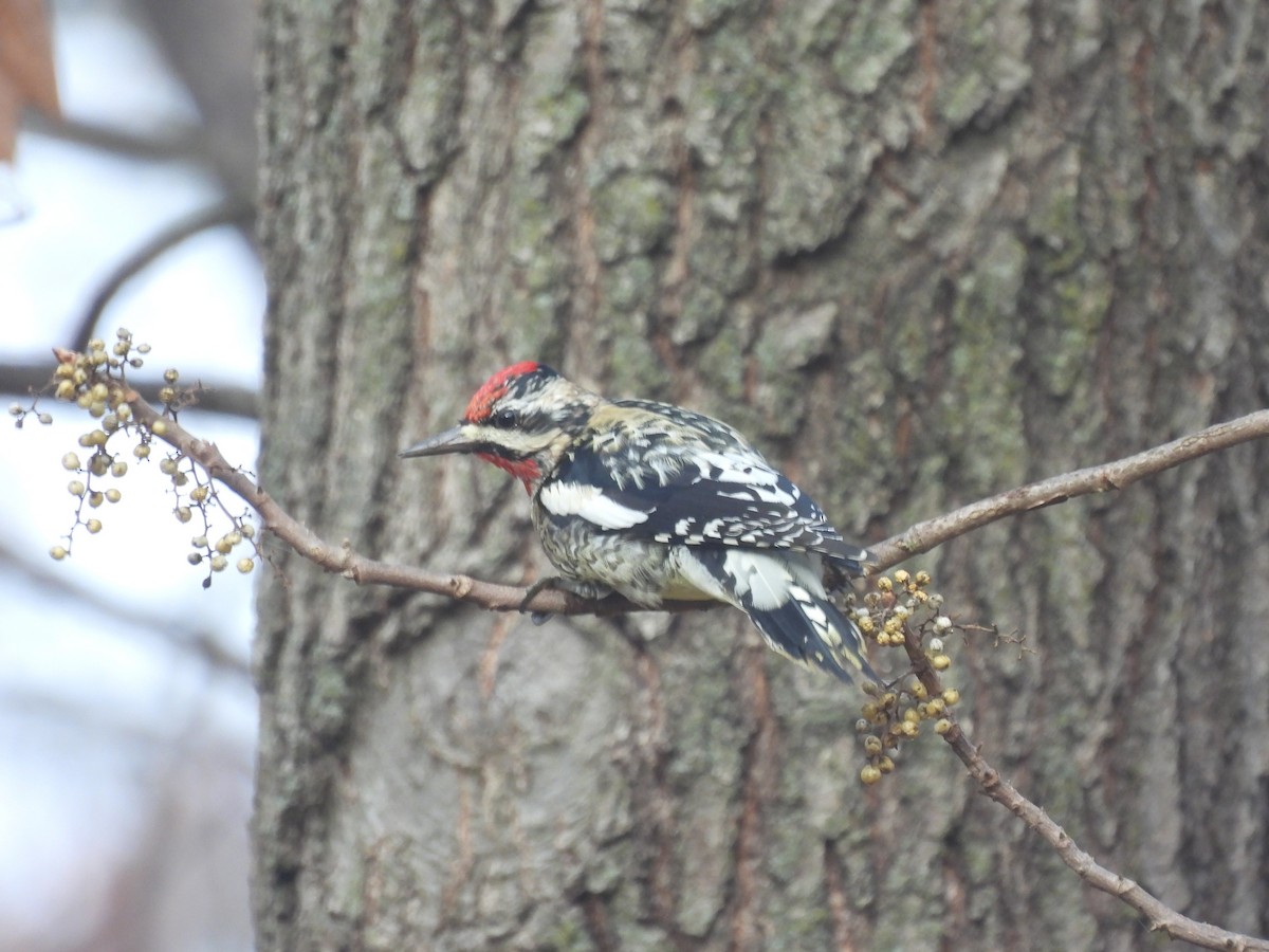 Yellow-bellied Sapsucker - ML645759701