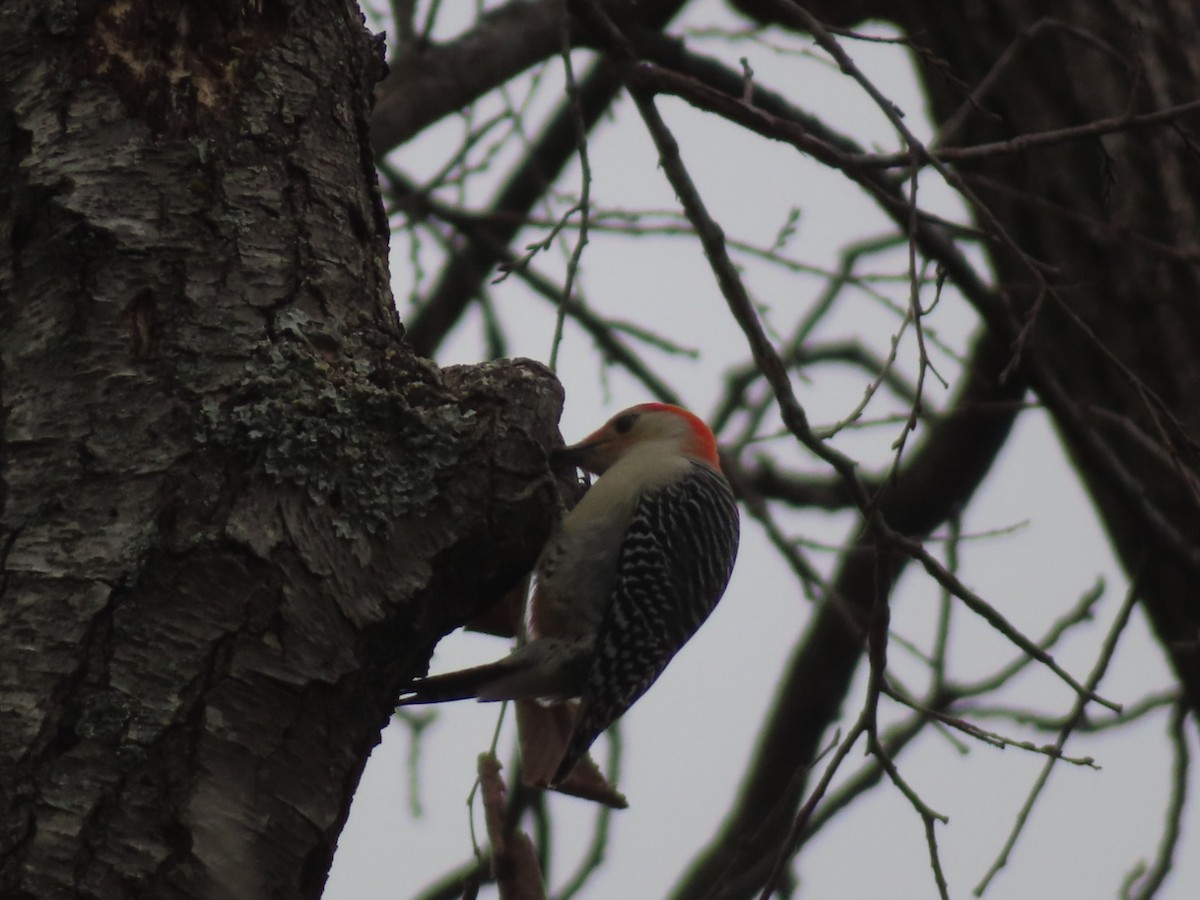 Carpintero de Carolina - ML645759703