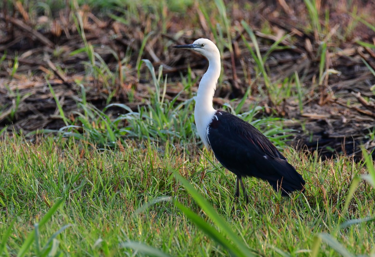 Pied Heron - ML645759704
