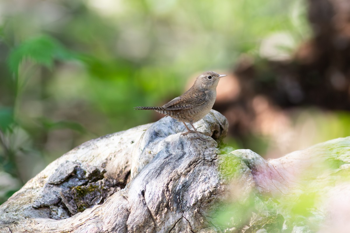 Northern House Wren - ML645759709
