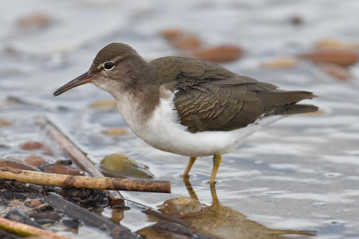 Spotted Sandpiper - ML645759710
